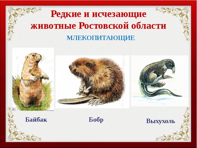 Редкие и исчезающие животные Ростовской области МЛЕКОПИТАЮЩИЕ Байбак Бобр Выхухоль