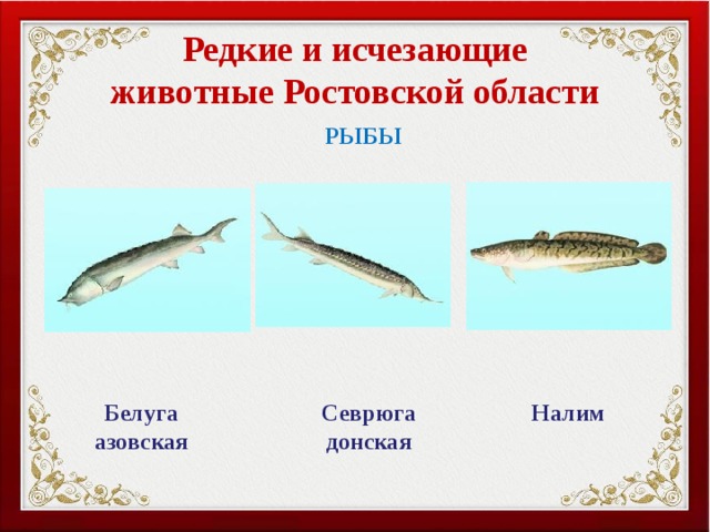 Редкие и исчезающие животные Ростовской области РЫБЫ Белуга азовская Севрюга донская Налим