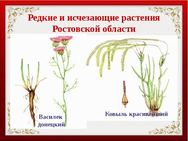 Редкие и исчезающие растения Ростовской области Ковыль красивейший Василек донецкий