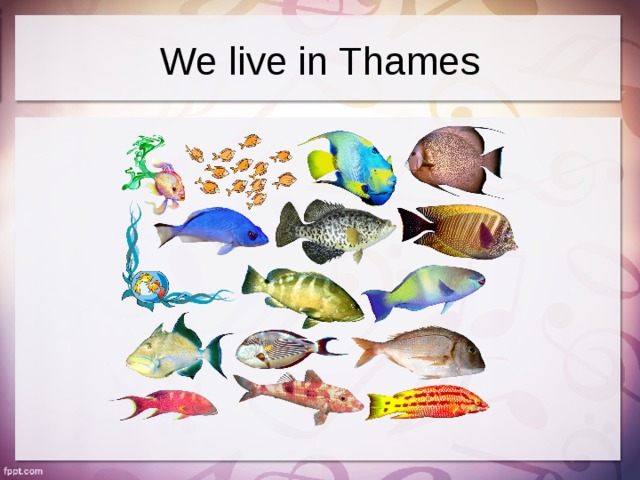 We live in Thames