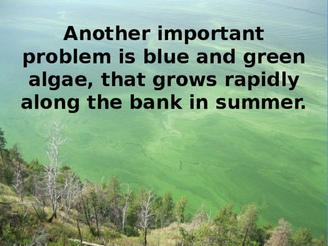 Another important problem is blue and green algae, that grows rapidly along the bank in summer.