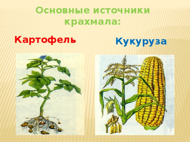 Основные источники крахмала: Картофель Кукуруза