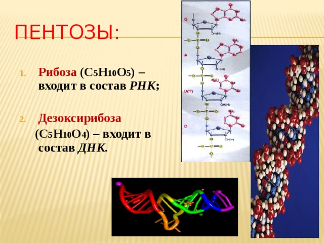 Пентозы:  Рибоза (С 5 Н 10 О 5 ) – входит в состав РНК ;  Дезоксирибоза  (С 5 Н 10 О 4 ) – входит в состав ДНК.