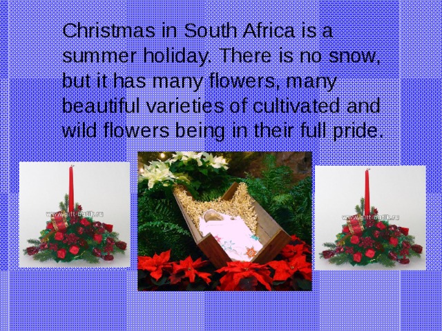 Christmas in South Africa is a summer holiday. There is no snow, but it has many flowers, many beautiful varieties of cultivated and wild flowers being in their full pride.
