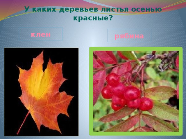 У каких деревьев листья осенью красные? клен рябина