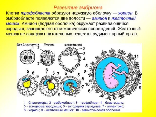 Развитие эмбриона Клетки трофобласта образуют наружную оболочку — хорион . В эмбриобласте появляются две полости — амнион и желточный мешок . Амнион (водная оболочка) окружает развивающийся зародыш, защищая его от механических повреждений. Желточный мешок не содержит питательных веществ, рудиментарный орган.