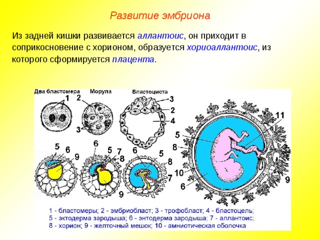Развитие эмбриона Из задней кишки развивается аллантоис , он приходит в соприкосновение с хорионом, образуется хориоаллантоис , из которого сформируется плацента .