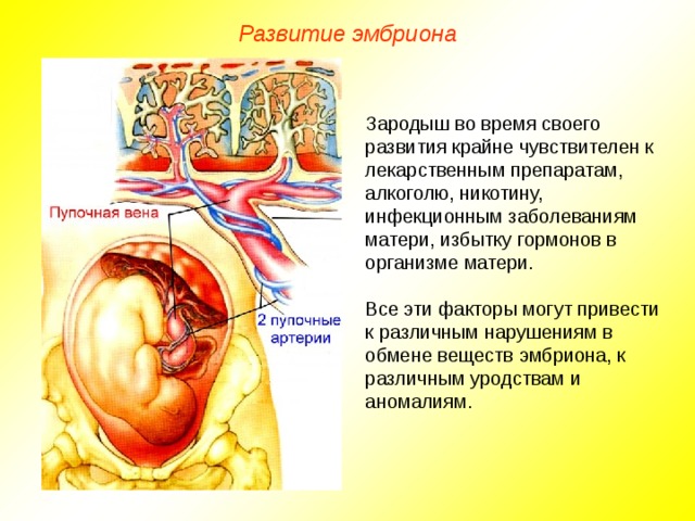 Развитие эмбриона Зародыш во время своего развития крайне чувствителен к лекарственным препаратам, алкоголю, никотину, инфекционным заболеваниям матери, избытку гормонов в организме матери. Все эти факторы могут привести к различным нарушениям в обмене веществ эмбриона, к различным уродствам и аномалиям.