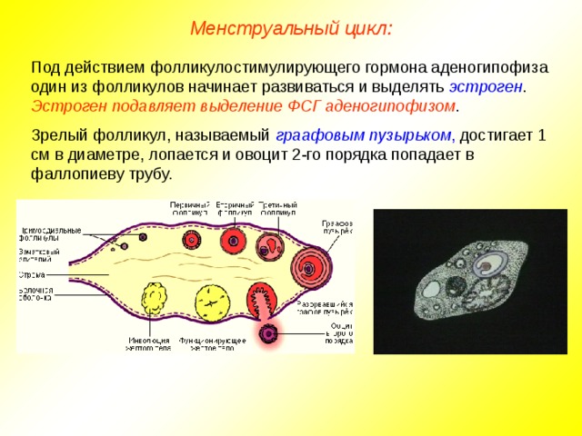 Менструальный цикл: Под действием фолликулостимулирующего гормона аденогипофиза один из фолликулов начинает развиваться и выделять эстроген . Эстроген подавляет выделение ФСГ аденогипофизом . Зрелый фолликул, называемый граафовым пузырьком , достигает 1 см в диаметре, лопается и овоцит 2-го порядка попадает в фаллопиеву трубу.