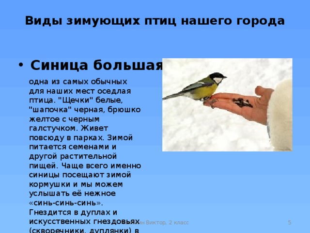 Виды зимующих птиц нашего города   Синица большая одна из самых обычных для наших мест оседлая птица. 