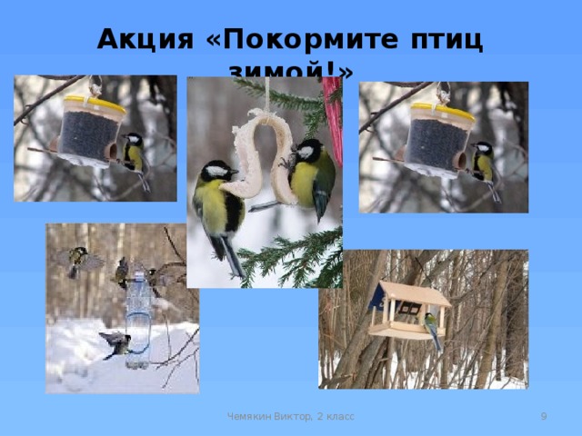 Акция «Покормите птиц зимой!» Чемякин Виктор, 2 класс