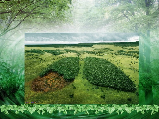 Значение лесов огромно  Лес – легкие планеты.  Лес обеспечивает человечество кислородом .