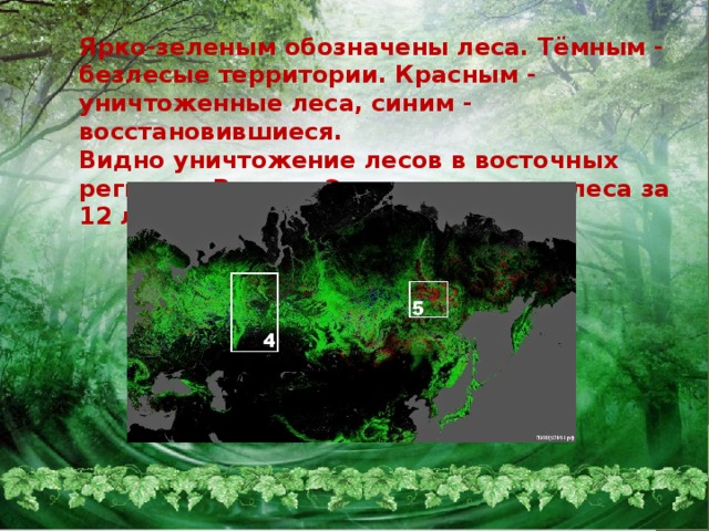 Ярко-зеленым обозначены леса. Тёмным - безлесые территории. Красным - уничтоженные леса, синим - восстановившиеся.  Видно уничтожение лесов в восточных регионах России. Это исчезнувшие леса за 12 лет.        .