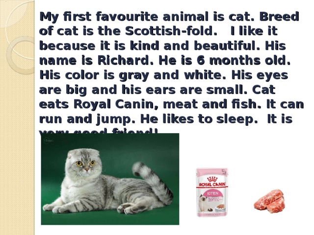 My first favourite animal is cat. Breed of cat is the Scottish-fold. I like it because it is kind and beautiful. His name is Richard. He is 6 months old. His color is gray and white. His eyes are big and his ears are small. С at eats Royal Canin, meat and fish. It can run and jump. He likes to sleep. It is very good friend!