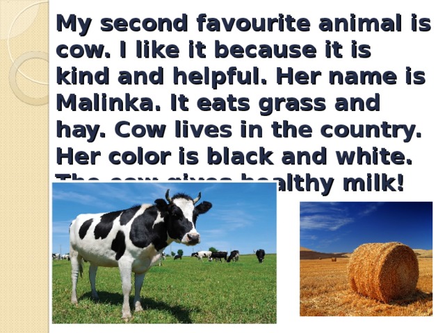 My second favourite animal is cow. I like it because it is kind and helpful. Her name is Malinka. It eats grass and hay.  Cow lives in the country. Her color is black and white. The cow gives healthy milk!