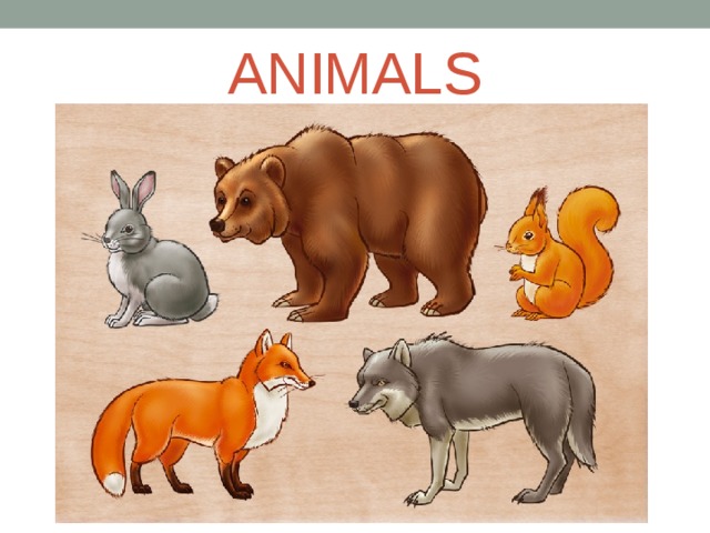 ANIMALS