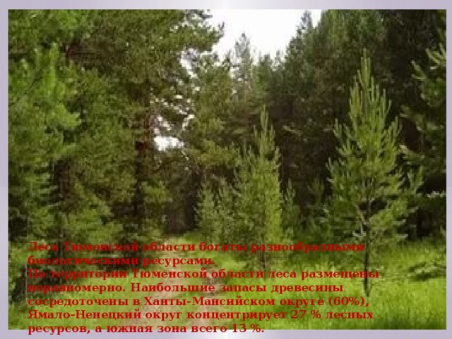 Леса Тюменской области богаты разнообразными биологическими ресурсами. По территории Тюменской области леса размещены неравномерно. Наибольшие запасы древесины сосредоточены в Ханты-Мансийском округе (60%), Ямало-Ненецкий округ концентрирует 27 % лесных ресурсов, а южная зона всего 13 %.