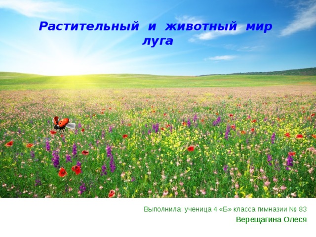 Растительный и животный мир луга Выполнила: ученица 4 «Б» класса гимназии № 83 Верещагина Олеся