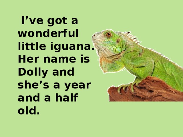 I’ve got a wonderful little iguana. Her name is Dolly and she’s a year and a half old.