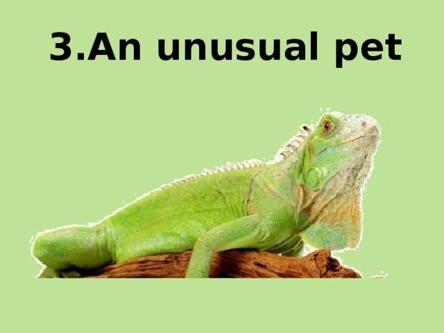 3.An unusual pet