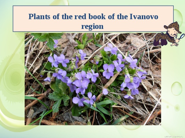 Р lants of the red book of the Ivanovo region  Р lants of the red book of the Ivanovo region