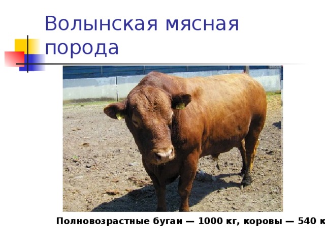 Волынская мясная порода Полновозрастные бугаи — 1000 кг, коровы — 540 кг