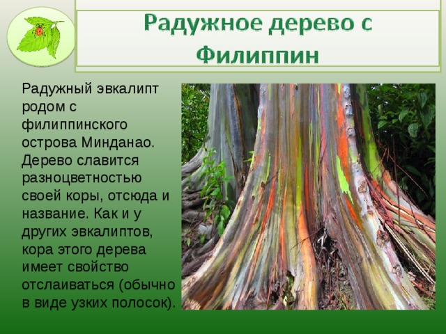Радужный эвкалипт родом с филиппинского острова Минданао. Дерево славится разноцветностью своей коры, отсюда и название. Как и у других эвкалиптов, кора этого дерева имеет свойство отслаиваться (обычно в виде узких полосок).