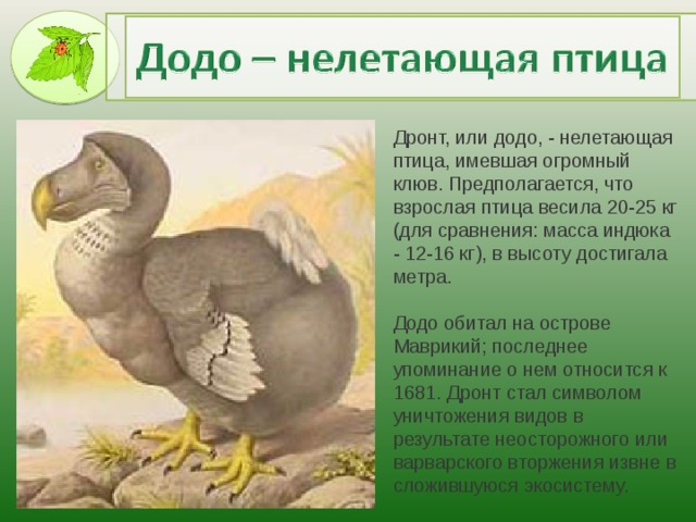 Дронт, или додо, - нелетающая птица, имевшая огромный клюв. Предполагается, что взрослая птица весила 20-25 кг (для сравнения: масса индюка - 12-16 кг), в высоту достигала метра.    Додо обитал на острове Маврикий; последнее упоминание о нем относится к 1681. Дронт стал символом уничтожения видов в результате неосторожного или варварского вторжения извне в сложившуюся экосистему.
