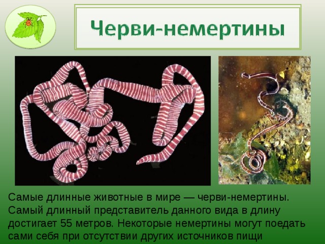 Самые длинные животные в мире — черви-немертины. Самый длинный представитель данного вида в длину достигает 55 метров. Некоторые немертины могут поедать сами себя при отсутствии других источников пищи