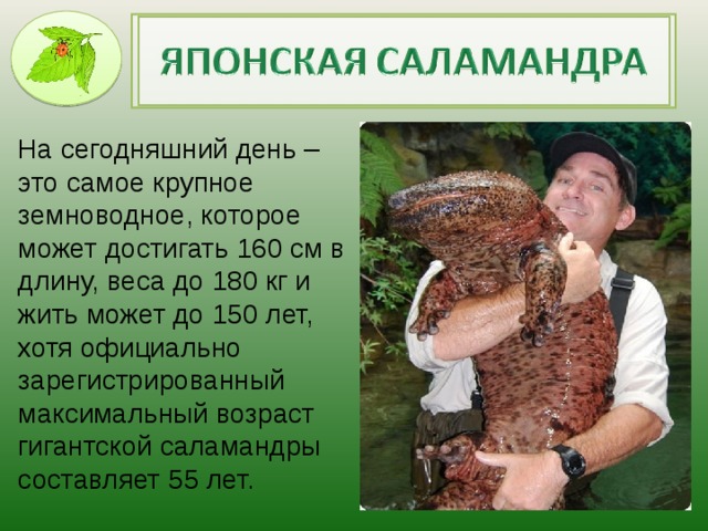На сегодняшний день – это самое крупное земноводное, которое может достигать 160 см в длину, веса до 180 кг и жить может до 150 лет, хотя официально зарегистрированный максимальный возраст гигантской саламандры составляет 55 лет.