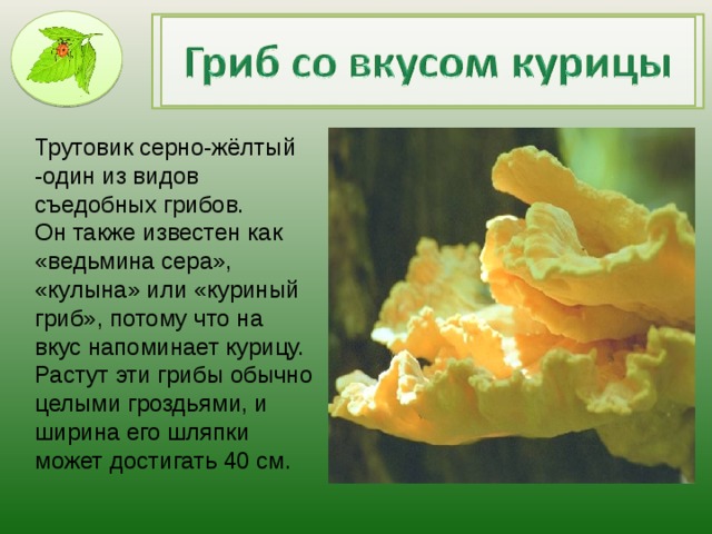 Трутовик серно-жёлтый -один из видов съедобных грибов. Он также известен как «ведьмина сера», «кулына» или «куриный гриб», потому что на вкус напоминает курицу. Растут эти грибы обычно целыми гроздьями, и ширина его шляпки может достигать 40 см.