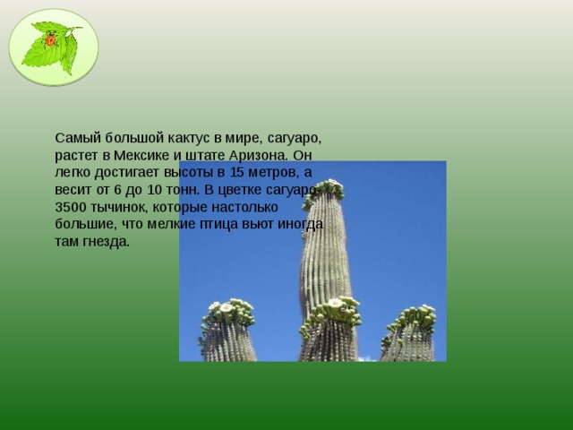 Самый большой кактус в мире, сагуаро, растет в Мексике и штате Аризона. Он легко достигает высоты в 15 метров, а весит от 6 до 10 тонн. В цветке сагуаро- 3500 тычинок, которые настолько большие, что мелкие птица вьют иногда там гнезда.