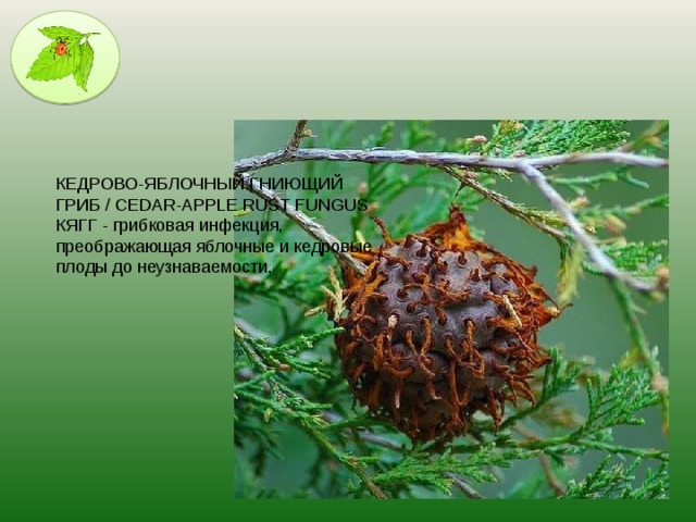 КЕДРОВО-ЯБЛОЧНЫЙ ГНИЮЩИЙ ГРИБ / CEDAR-APPLE RUST FUNGUS КЯГГ - грибковая инфекция, преображающая яблочные и кедровые плоды до неузнаваемости.