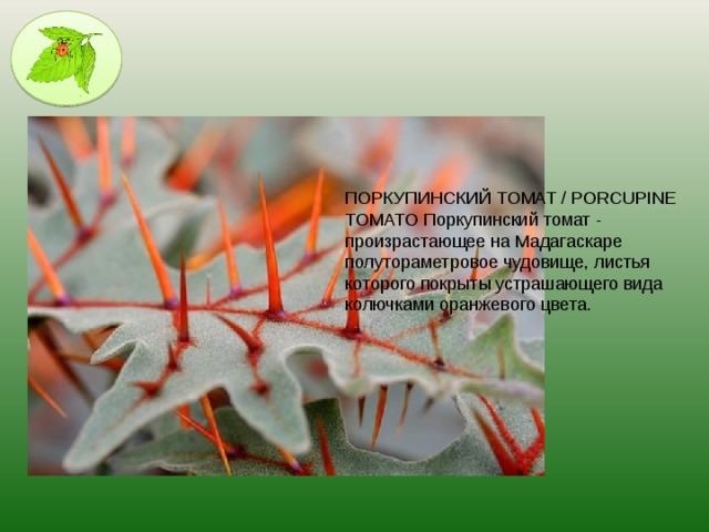 ПОРКУПИНСКИЙ ТОМАТ / PORCUPINE TOMATO Поркупинский томат - произрастающее на Мадагаскаре полутораметровое чудовище, листья которого покрыты устрашающего вида колючками оранжевого цвета.