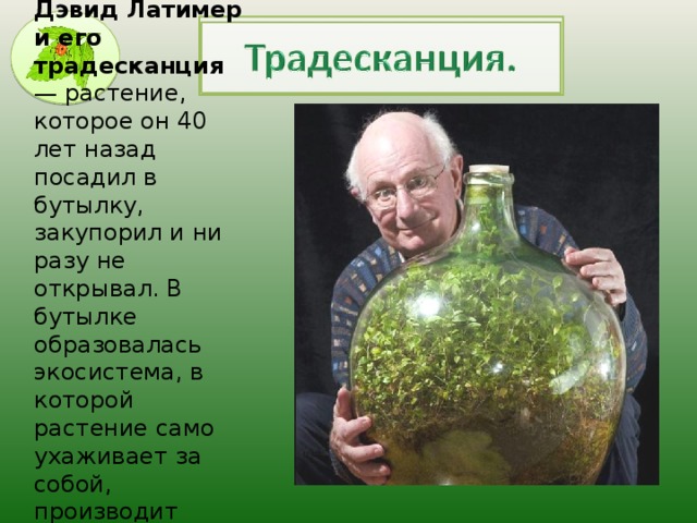 Дэвид Латимер  и его традесканция — растение, которое он 40 лет назад посадил в бутылку, закупорил и ни разу не открывал. В бутылке образовалась экосистема, в которой растение само ухаживает за собой, производит кислород и питается перегноем .