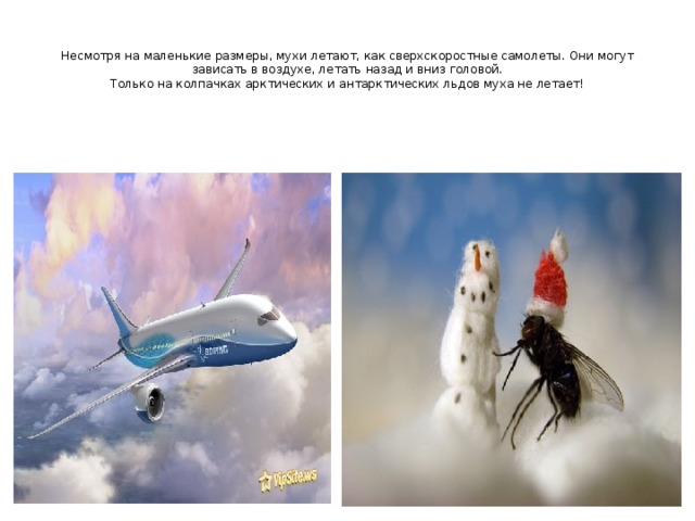 Несмотря на маленькие размеры, мухи летают, как сверхскоростные самолеты. Они могут зависать в воздухе, летать назад и вниз головой.  Только на колпачках арктических и антарктических льдов муха не летает!