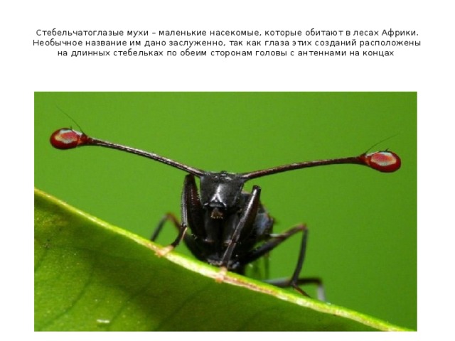 Стебельчатоглазые мухи – маленькие насекомые, которые обитают в лесах Африки. Необычное название им дано заслуженно, так как глаза этих созданий расположены на длинных стебельках по обеим сторонам головы с антеннами на концах