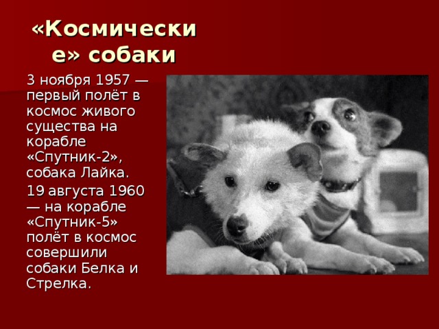 «Космические» собаки 3 ноября 1957 — первый полёт в космос живого существа на корабле «Спутник-2», собака Лайка. 19 августа 1960 — на корабле «Спутник-5» полёт в космос совершили собаки Белка и Стрелка.