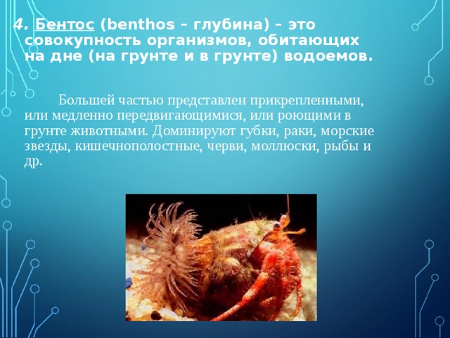 4. Бентос (benthos – глубина) – это совокупность организмов, обитающих на дне (на грунте и в грунте) водоемов.    Большей частью представлен прикрепленными, или медленно передвигающимися, или роющими в грунте животными. Доминируют губки, раки, морские звезды, кишечнополостные, черви, моллюски, рыбы и др.