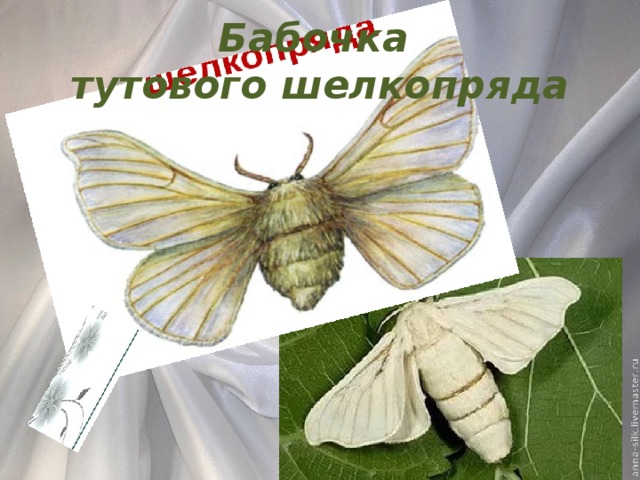 Бабочка  тутового шелкопряда