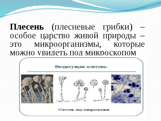 Плесень (плесневые грибки) – особое царство живой природы – это микроорганизмы, которые можно увидеть под микроскопом