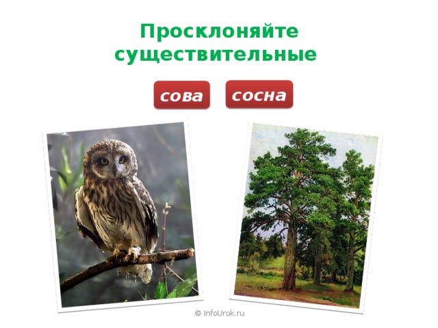 Просклоняйте существительные сосна сова © InfoUrok.ru