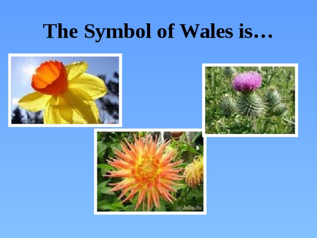 The Symbol of Wales is…