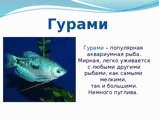 Гурами  Гурами – популярная  аквариумная рыба.  Мирная, легко уживается  с любыми другими  рыбами, как самыми мелкими,  так и большими.  Немного пуглива.