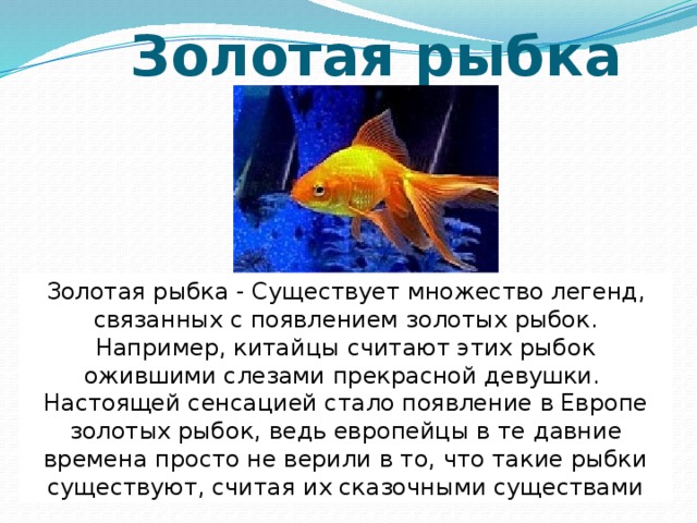 Золотая рыбка Золотая рыбка - Существует множество легенд, связанных с появлением золотых рыбок. Например, китайцы считают этих рыбок ожившими слезами прекрасной девушки. Настоящей сенсацией стало появление в Европе золотых рыбок, ведь европейцы в те  давние времена  просто не верили в то, что такие рыбки существуют, считая их сказочными существами