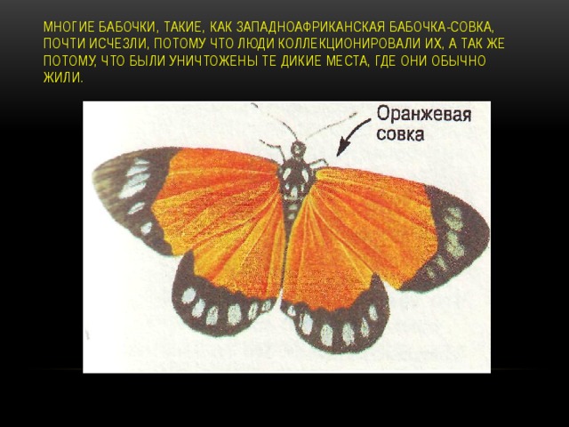 Многие бабочки, такие, как западноафриканская бабочка-совка, почти исчезли, потому что люди коллекционировали их, а так же потому, что были уничтожены те дикие места, где они обычно жили .