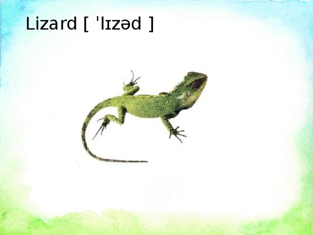 Lizard [ ˈlɪzəd ]