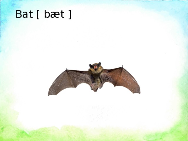 Bat [ bæt ]