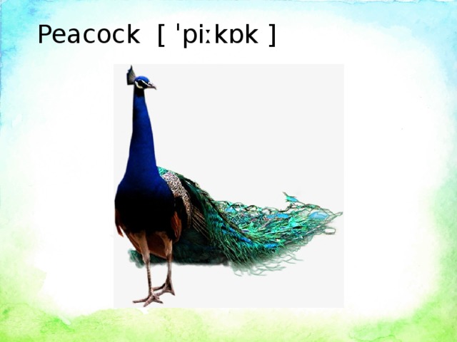 Peacock [ ˈpiːkɒk ]