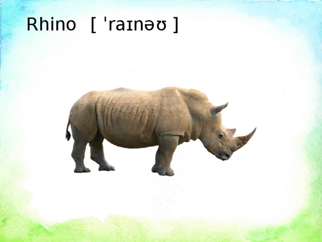 Rhino  [ ˈraɪnəʊ ]